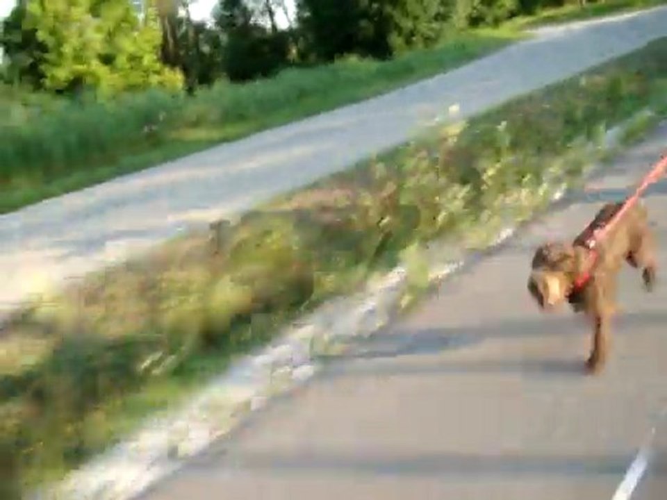 201106017 - Tich et le roller