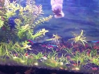 Kiraz Karides Tankım