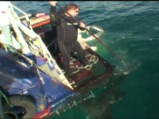 Sous l'eau en face à face avec les requins blancs