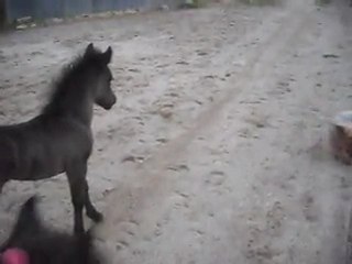 Pouliche, direction la bonne balade! 07/06/2011 2. SDC10553