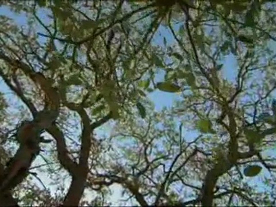 LA REINE DES FOURMIS DU DESERT