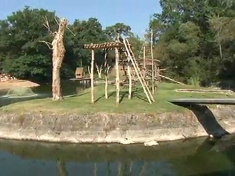 Arrivée des capucins et des makis sur leurs nouvelles îles