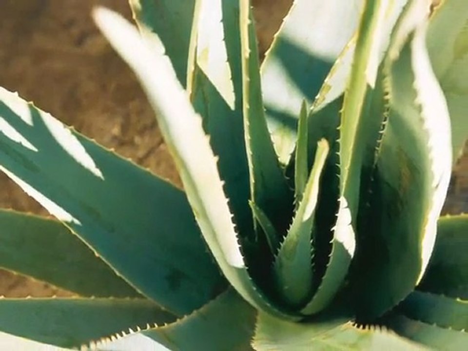 FOREVER Aloe Vera Getränke