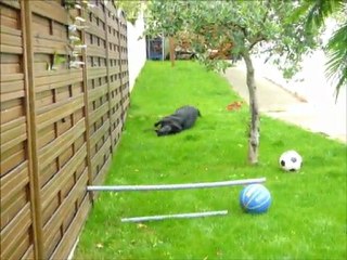 Ma chienne qui saute