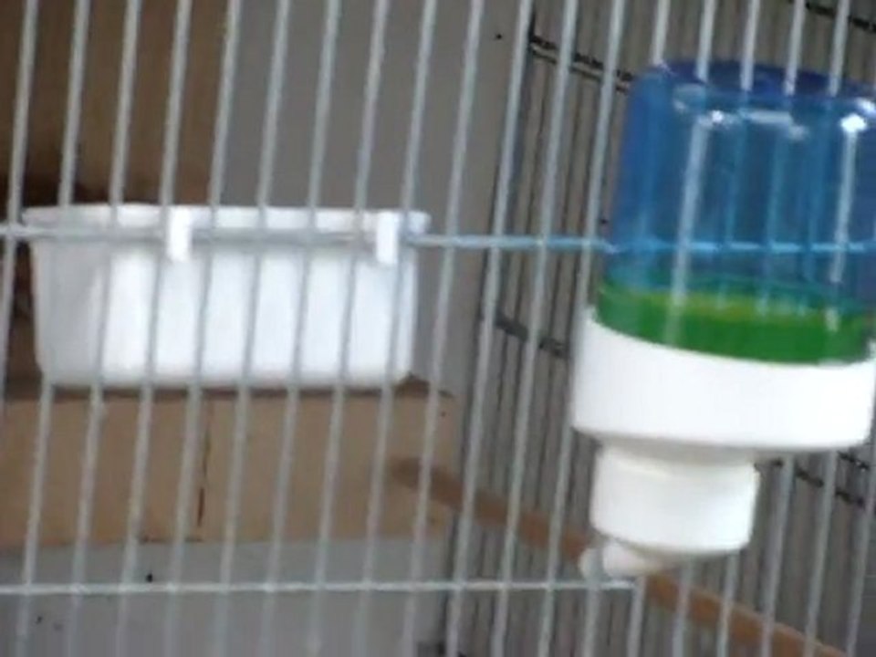 Elevage gros bec à J6 en 2011 par Carduelis