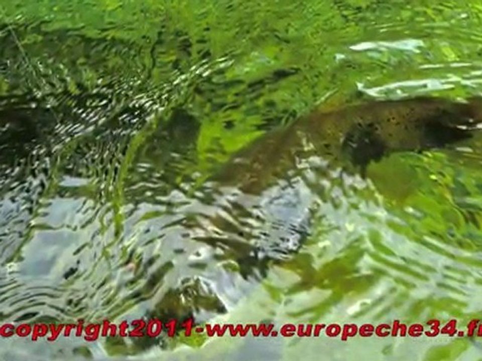 Pêche à la mouche des truites de la Vis