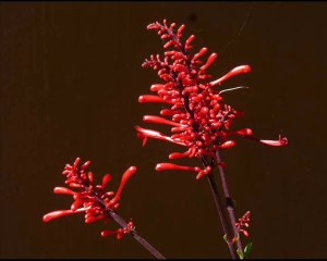Botswana - Parc de Chobe