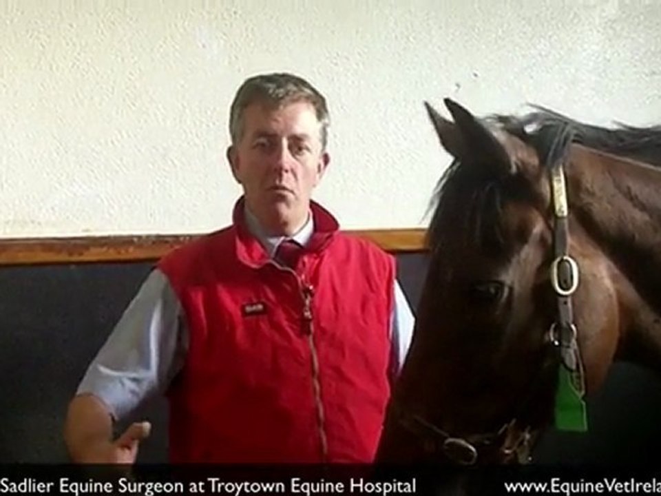 Colic in Horses Emergency Treatment at Equine Hostpital