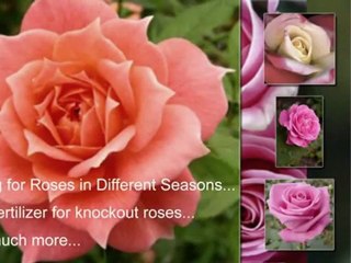 Rose Gardening Made Easy