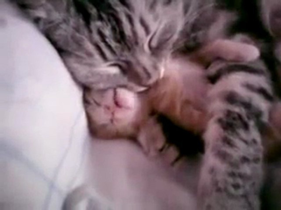 Anne Kedi Yavruyu Kucaklıyor