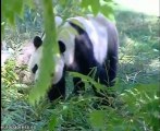 Recursos de osos panda en el zoo de Madrid