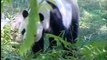 Recursos de osos panda en el zoo de Madrid