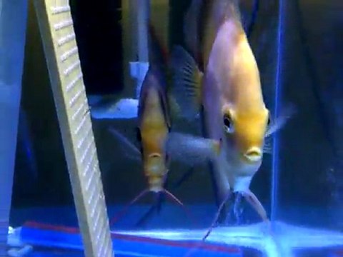 Red Cover - Red White Discus Yavruları