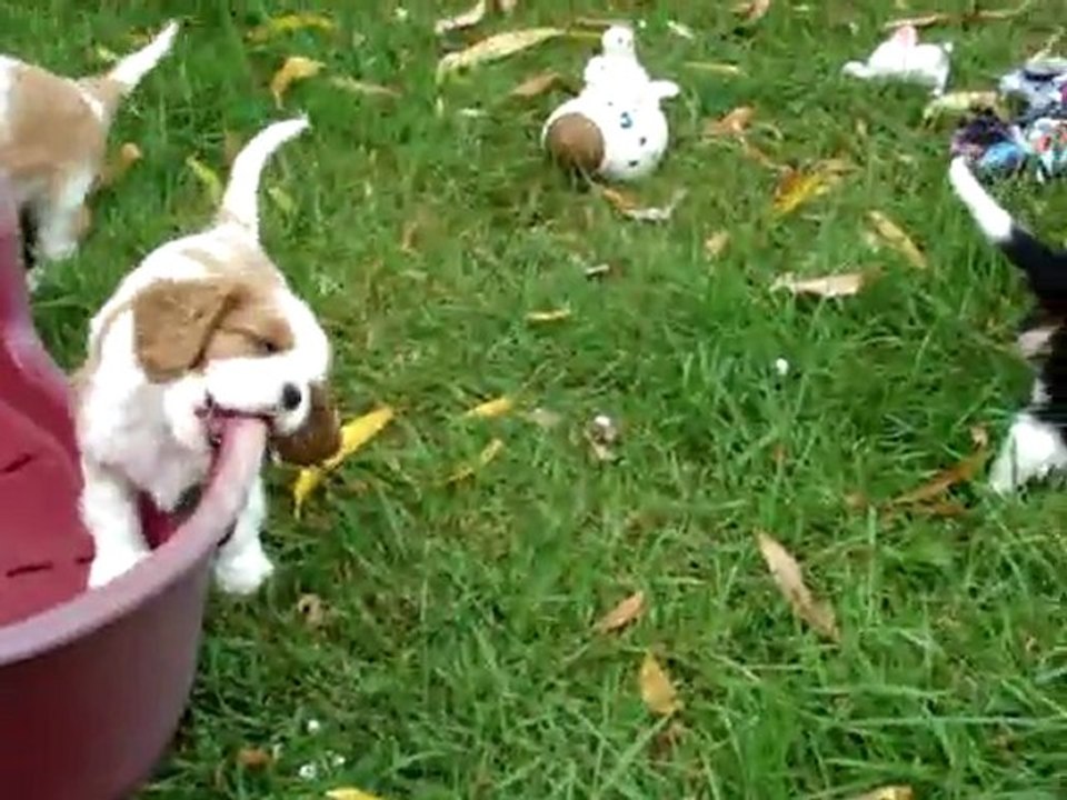 Bébés Dew des Beylias X Carham Actor's Studio (6 semaines)