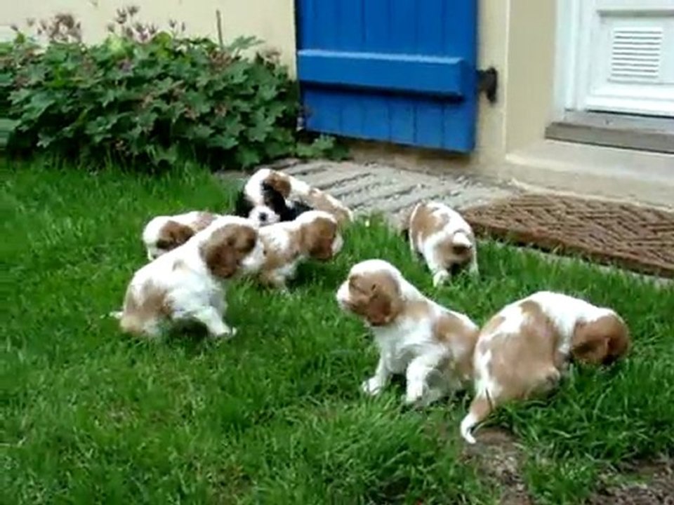 Bébés Dew des Beylias X Carham Actor's Studio (5 semaines)