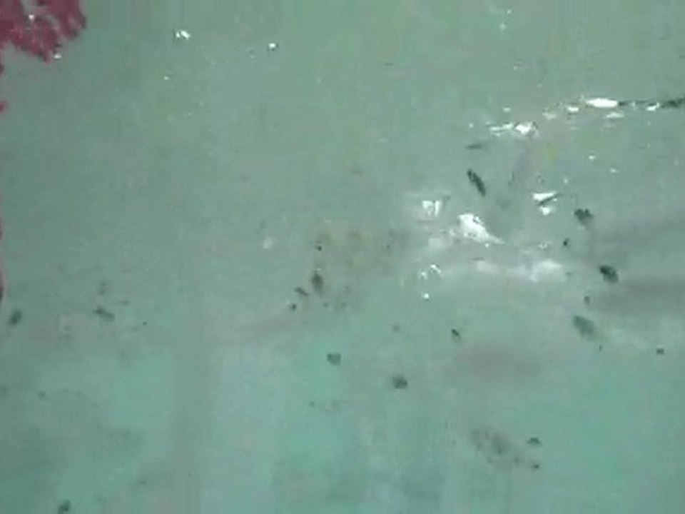 lisa nourrit les poissons dans le lagon vert