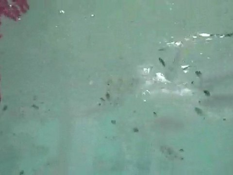 lisa nourrit les poissons dans le lagon vert