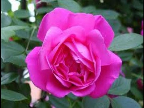 ZEKİ MÜREN-RAST PEŞ.-BİR GÖNLÜME-BİR DÂME DÜŞÜRDÜ Kİ BENİ BAHT-I SİYÂHIM