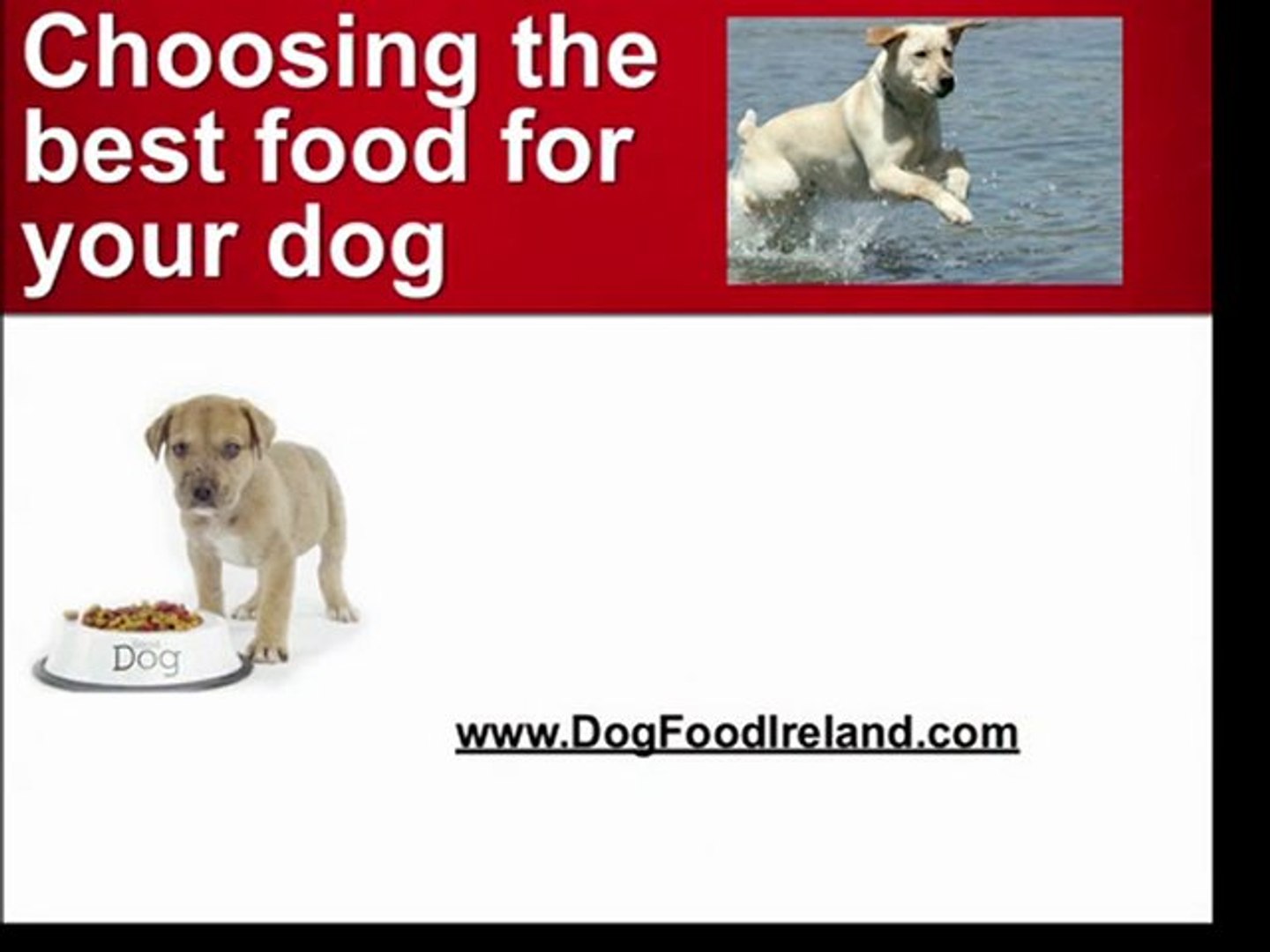 ⁣Dog Food Ireland, Dog Training Videos