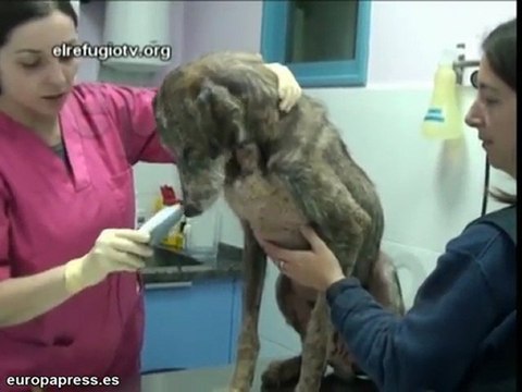 Los padres adoptivos de Ñapas