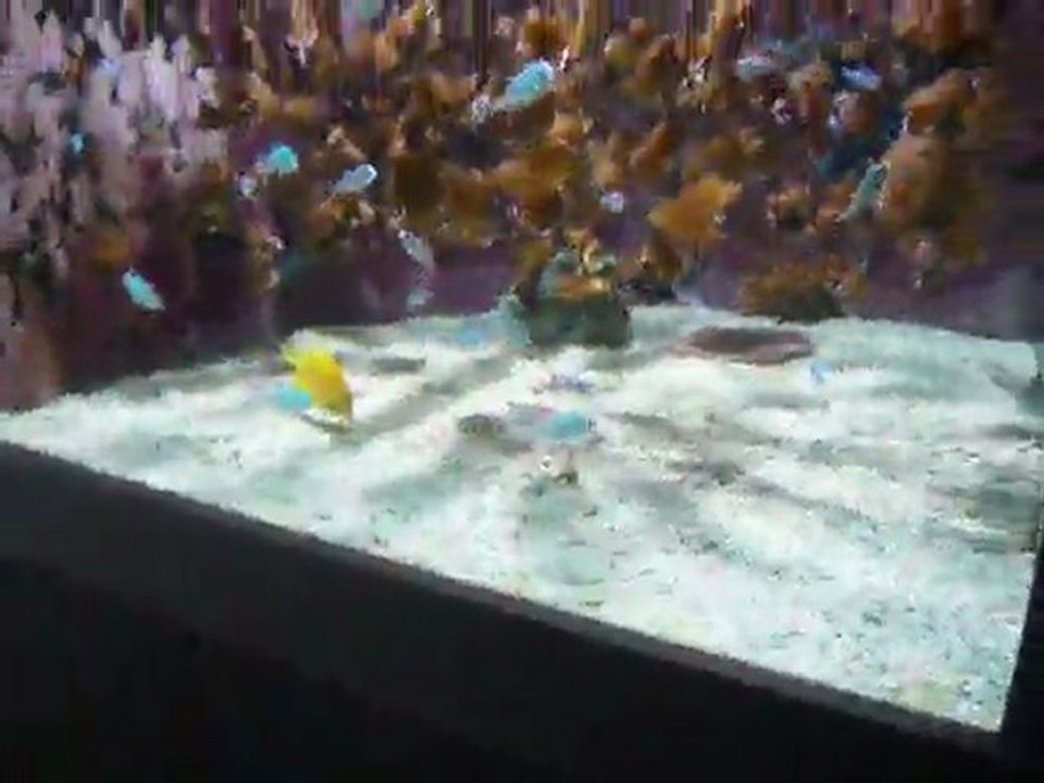 AQUARIUM