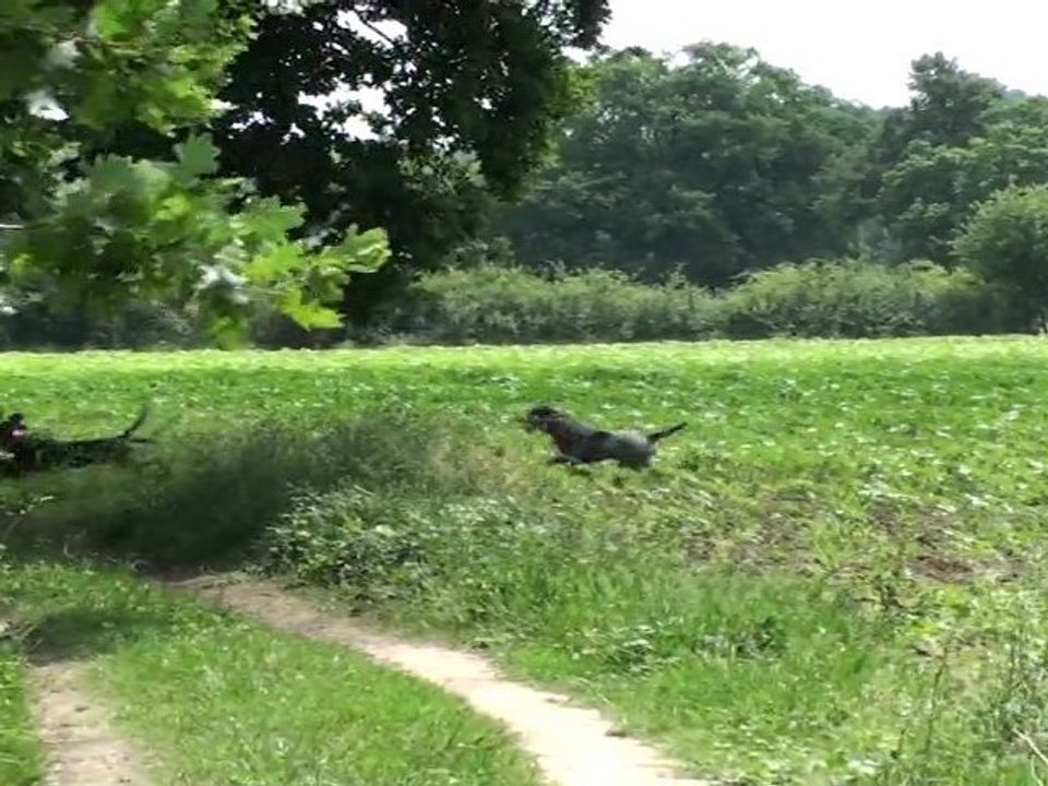 chasse au sanglier
