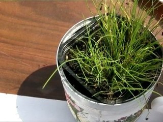 semaine verte 8 - atelier pourquoi pas