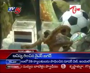 Oracle Paul 'Psychic' Octopus puts Spain, not Germany to WC final