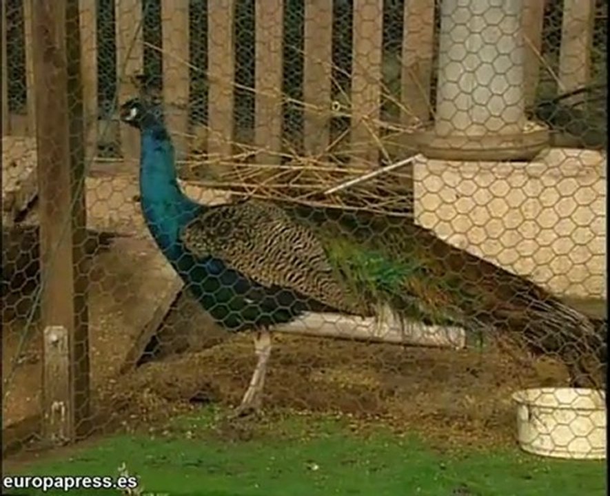 Dos alpacas buscan un lugar de acogida