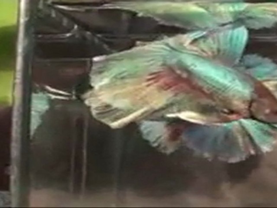 Show Betta shooting QDPK juin 2011