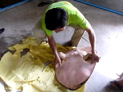 Cambodian monks help protect rare turtles