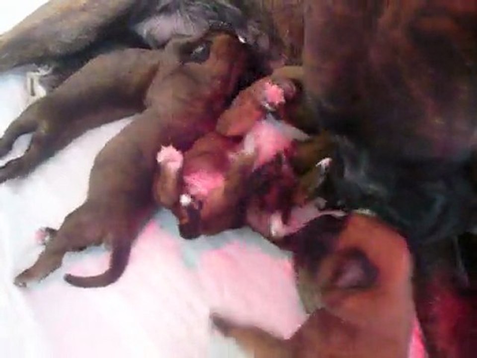 Chiots dirty 6 jrs