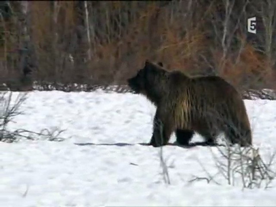 grizzlys contre loups (1)