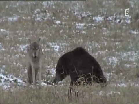 grizzlys contre loups (2)