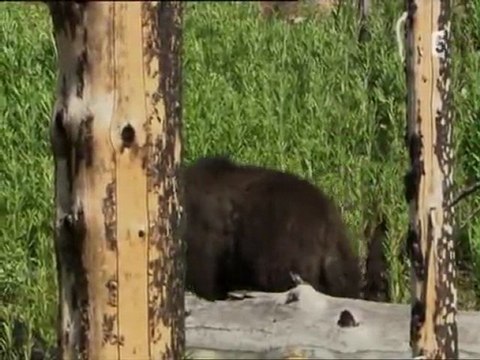 grizzlys contre loups (3)