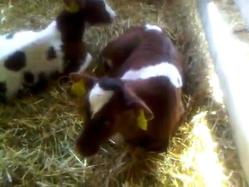 HAZER EMLAK TEL: 0546 851 6657  SAKARYA SATILIK AHIR SAKARYADA SATILIK AHIRLAR