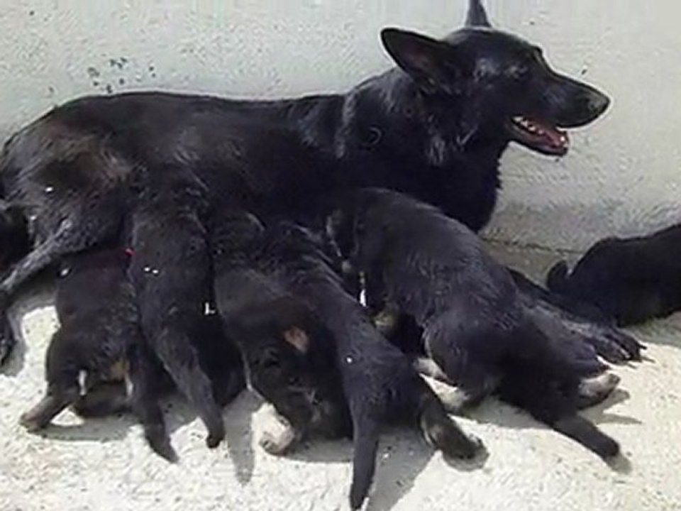 Chiots berger allemand