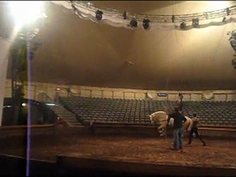 Voltige cheval équestre de cirque