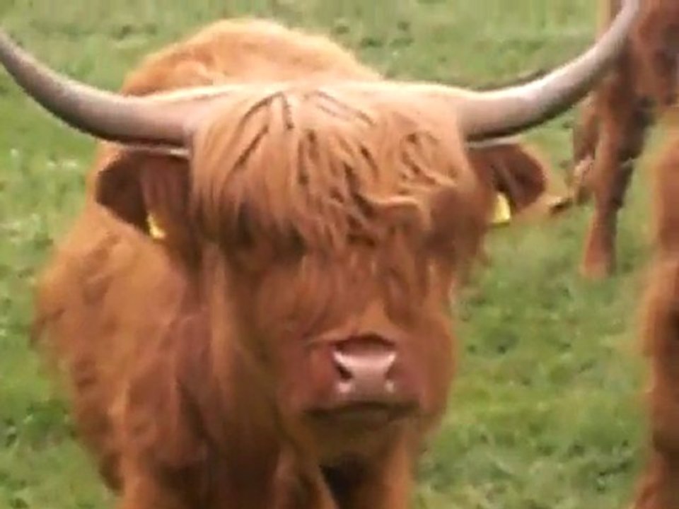 drôle de vache...