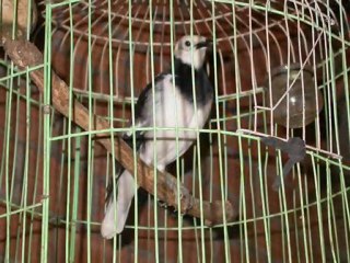 Animaux LAOS de ferme, oiseaux