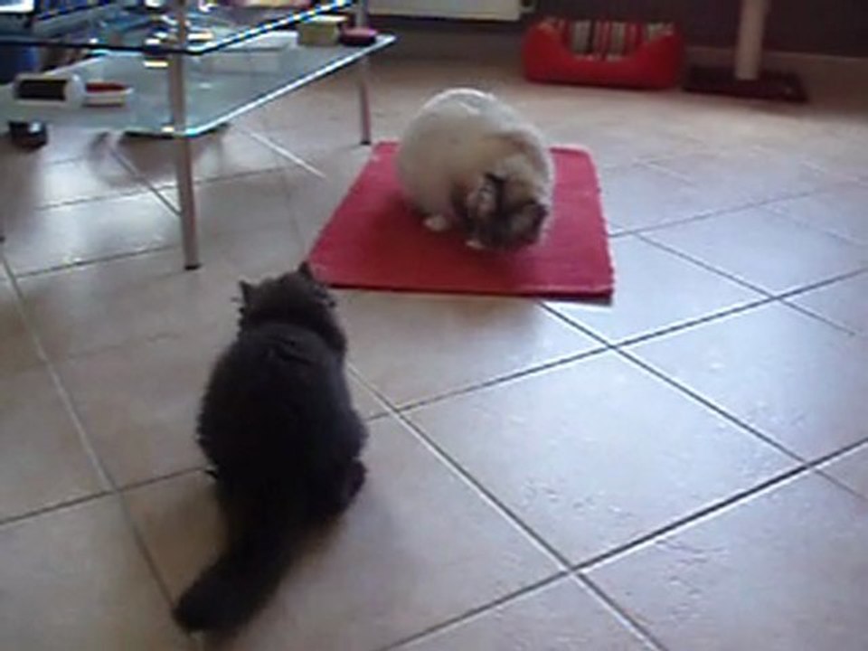 La miss et les plumes