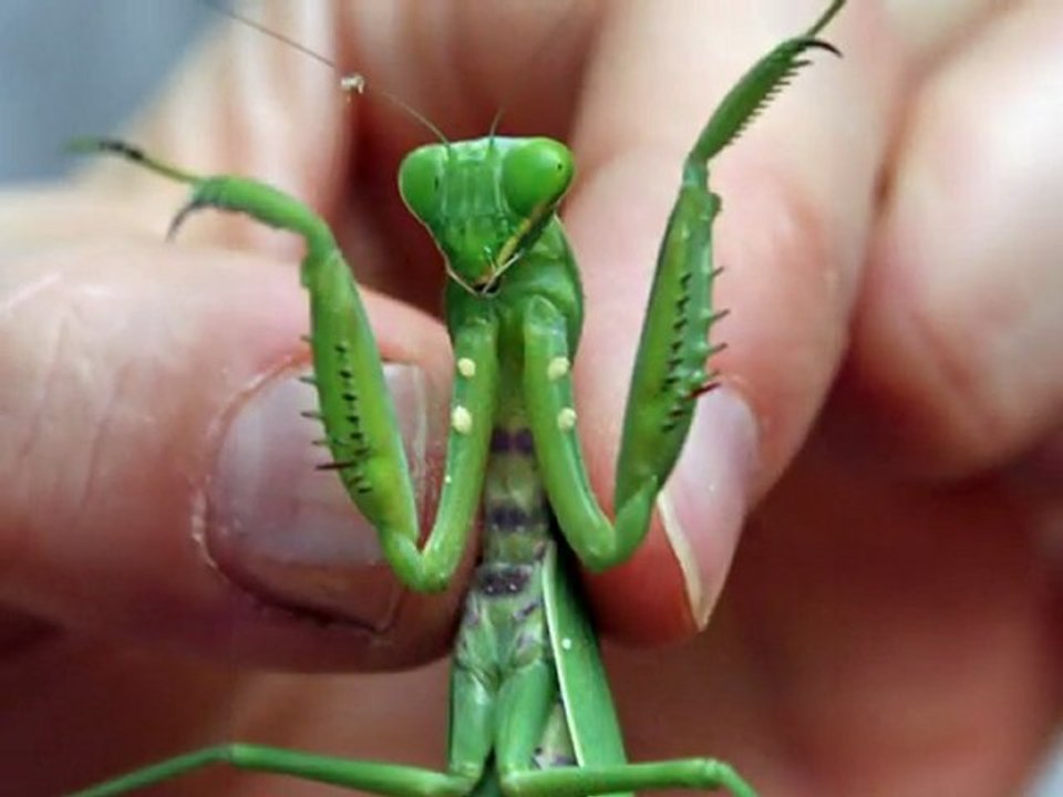 Insectes LAOS