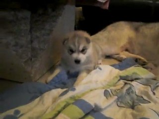 diego of artic ocean (1 mois)