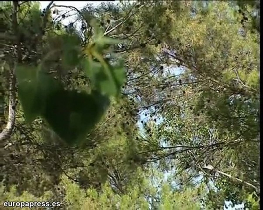 Un niño, atacado por dos rottweiler