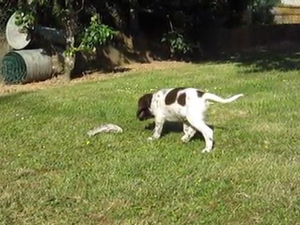 Epagneul Français : première leçon de chasse à 2 mois avec coulé et arrêt