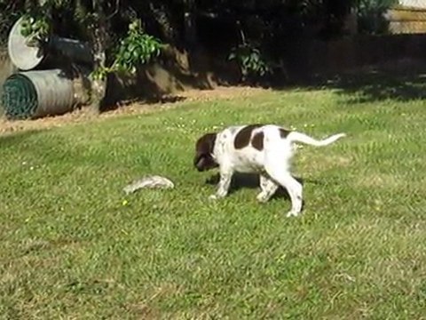 Epagneul Français : première leçon de chasse à 2 mois avec coulé et arrêt