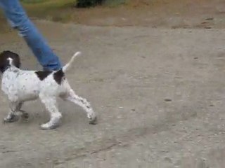 Epagneul Français à 7 semaine : première lecon de marche en laisse