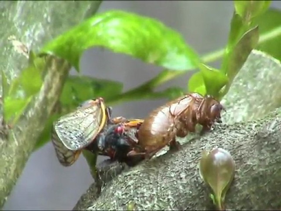 Cicada2004inNorthEasternUSA