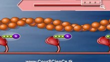 MYOFILAMENT D'ACTINE ET MYOSINE