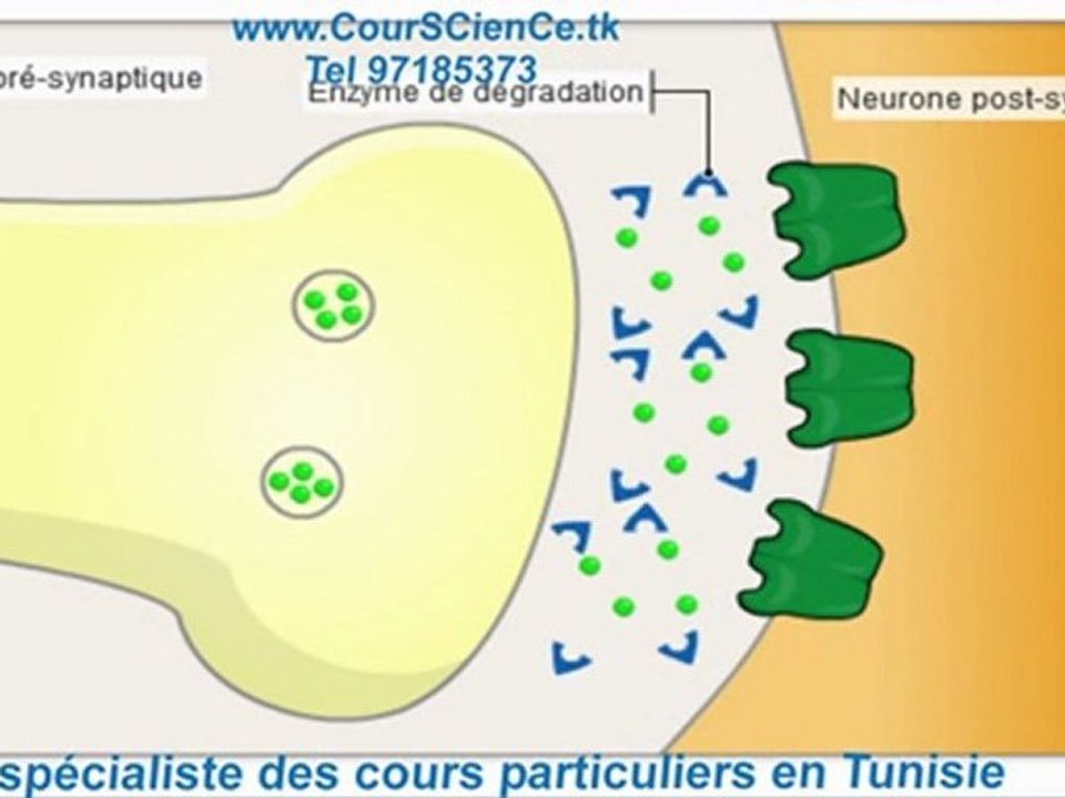 SYNAPSE
